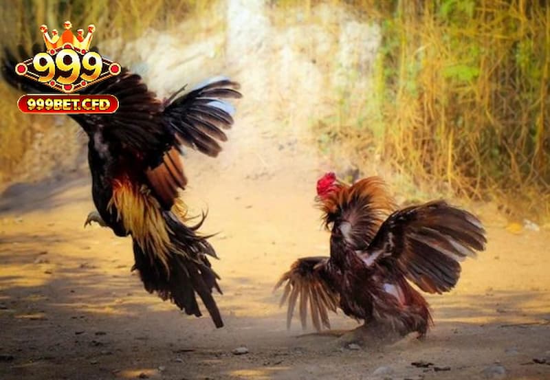 Đá gà Thomo - Trận chiến khốc liệt tại trường gà 999bet