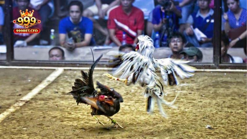 Một vài mẹo chơi Đá Gà 999bet