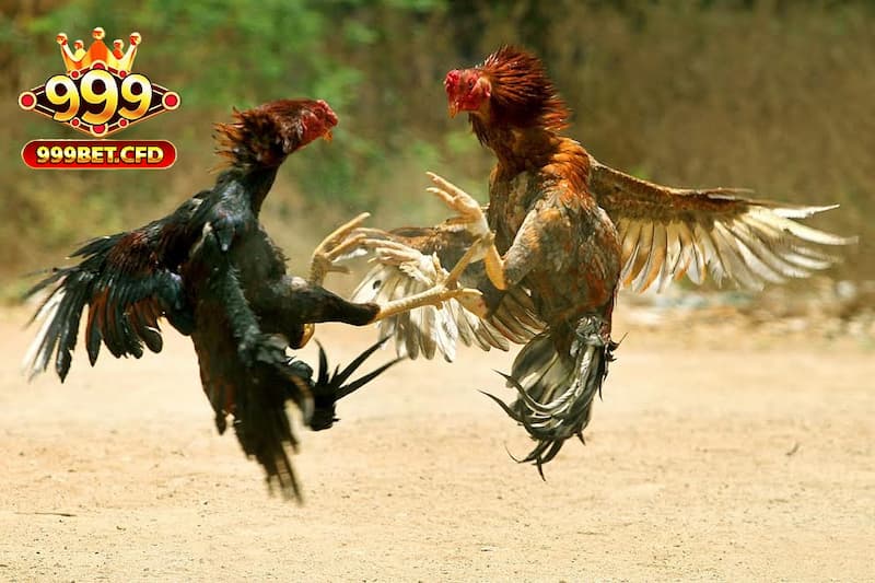 Khám phá thông tin về bộ môn đá gà đòn tại 999bet
