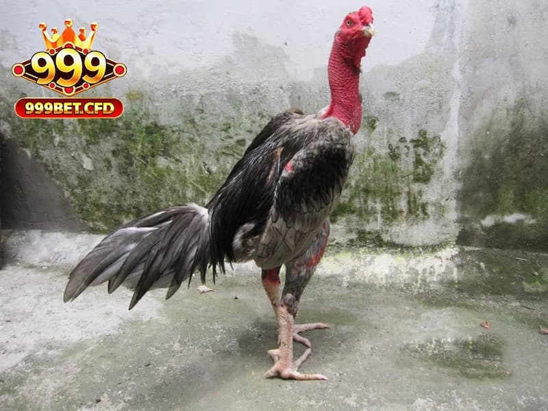 Hướng dẫn cược thủ cách chọn gà đòn phù hợp