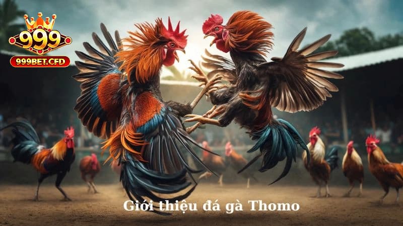 Đá gà Thomo là gì?