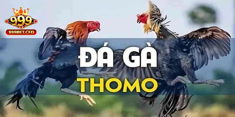 Các quy định trong đá gà Thomo tại nhà cái mà người chơi cần nắm