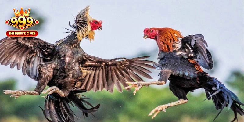 Trong vòng 15 phút mà chiến kê chỉ đứng im và không tung ra các cú đá, nhảy cót, cắn đối thủ thì cũng bị trọng tài xử thua. Làm thế nào để xác định thắng thua trong đá gà Thomo